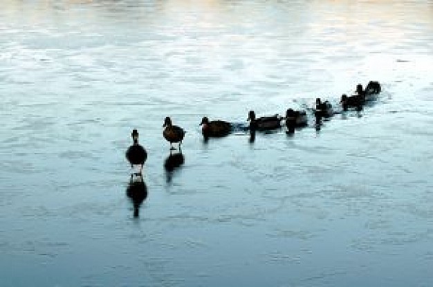ducks in a row swiming in blue water