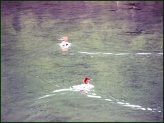 ducks swimming on water surface natural