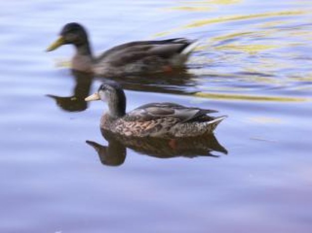 ducks swimming over water about Water Bird