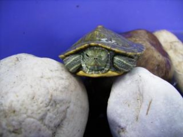 dude turtle crawling on stones