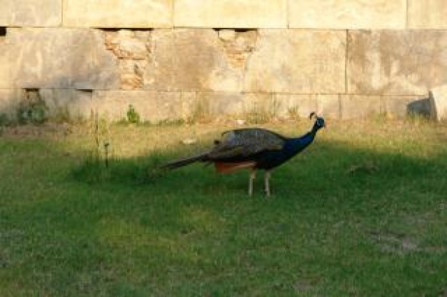 Dundee peacock Barnyard animal walking front of wall about field area