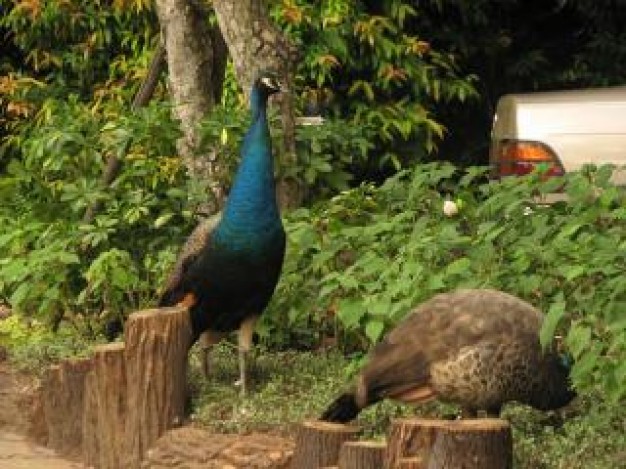 Dundee peacocks Barnyard photo about zoo animal