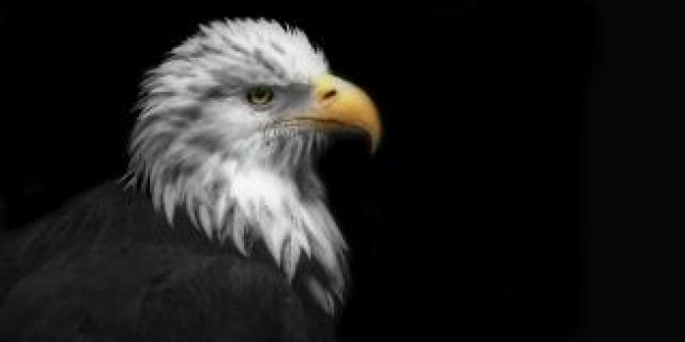 eagle bird side view over dark background