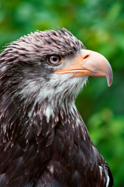 eagle close up with tree leaf nature at background