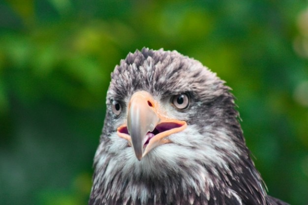 eagle head close up over nature background