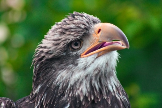 eagle head close up with green background