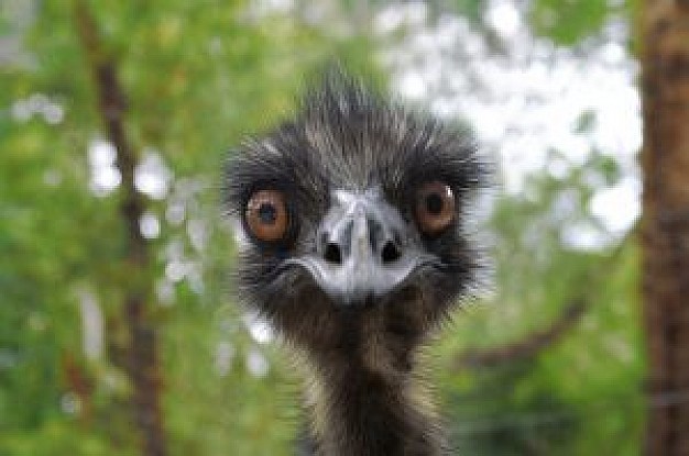 earnie the emu ostrich head feature with nature forest background