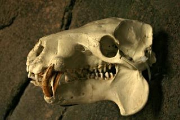 Earth Science animal Death skull in a about Skull Near Death Experiences