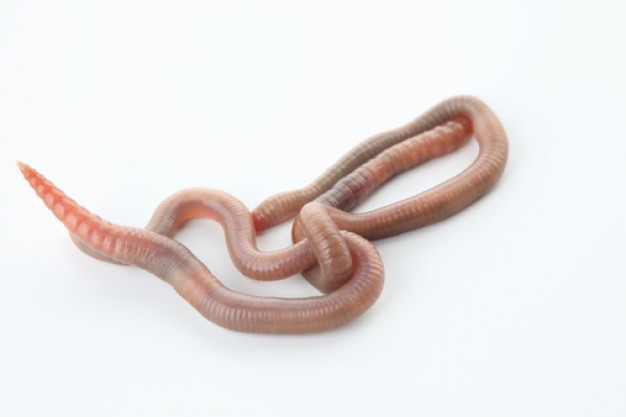 eartworms feature with white background