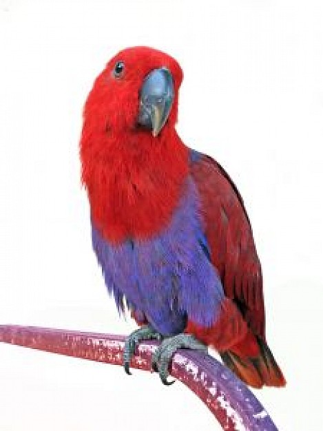 ecletus parrot with red and purple fur standing on wire