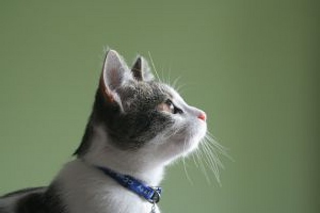 elegant kitten cat side feature over green background