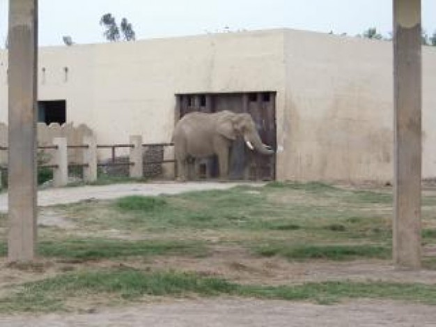 Elephant Africa body about African elephant China