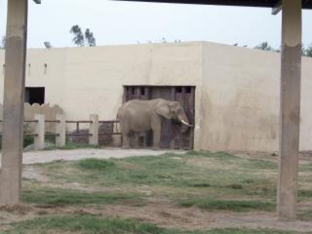 Elephant Africa travel about South Africa zoo