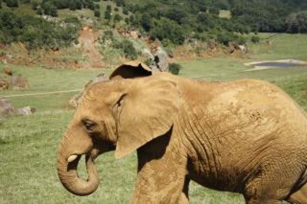 elephant at cabarceno zoo spain field mountain