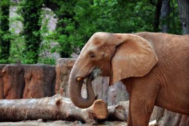 elephant at the zoo with woods background