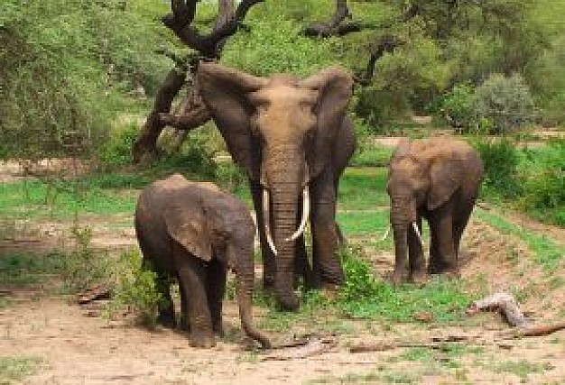 elephant family resting under tree