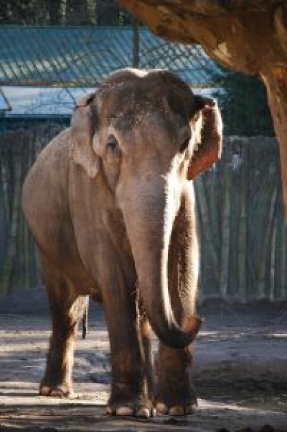 Elephant International Elephant Foundation in captivity about Northern California Wall Street Journa