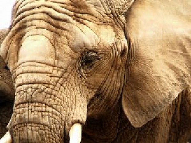 elephant memory close-up feature