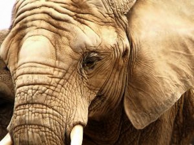 elephant memory close-up feature