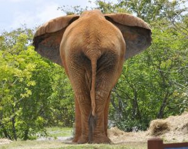 elephant rear view with trees background