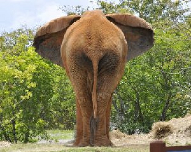 elephant rear view with trees background