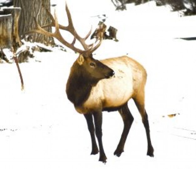 elk outdoor looking back in snow forest