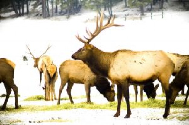 elks at the snow forest