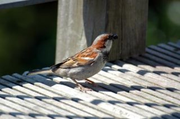 Emberizidae sparrow Bird wood about housetop