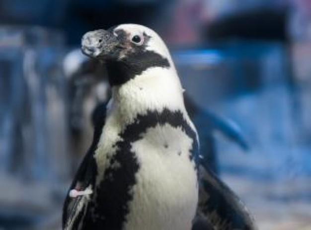 Emperor Penguin zoo about Biology Antarctic portrait