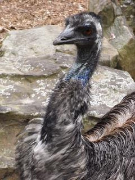 emu australia ostrich walking with stone at back