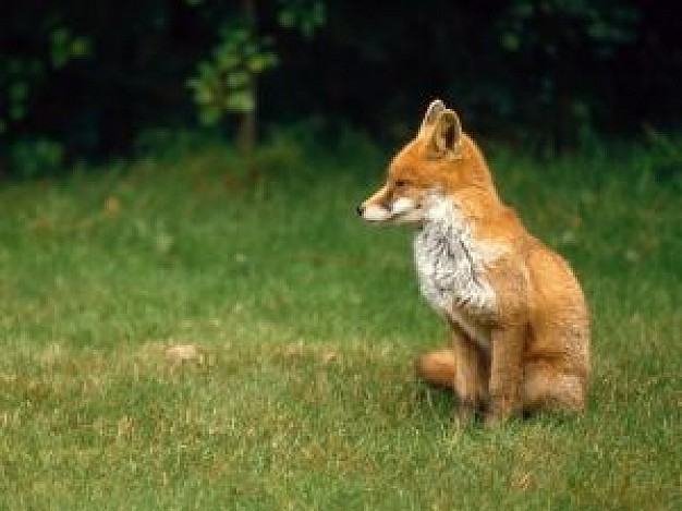 english fox cub watching out at field