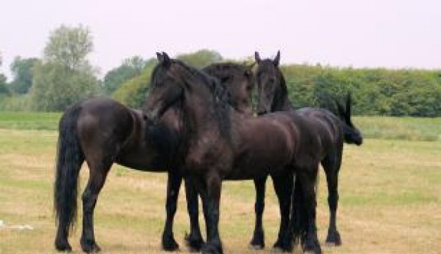 Equestrian horses in the netherlands about horse Breeds