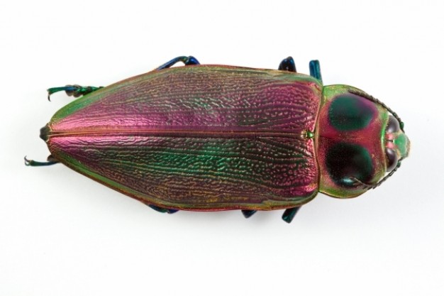 euchroma gigantea beetle in top view