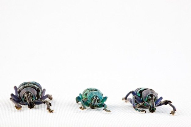 eupholus beetle trio front view turning one line