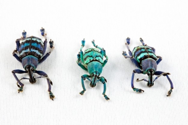 eupholus beetle trio in different color turning a line