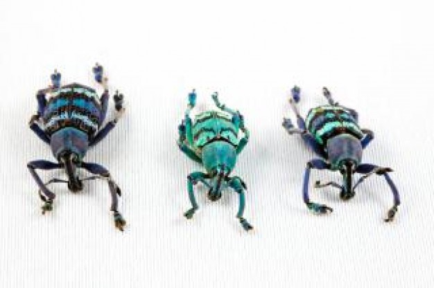 eupholus beetle trio insects turning a line