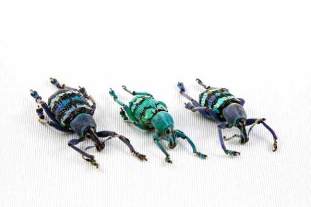 eupholus beetle trio turning one line