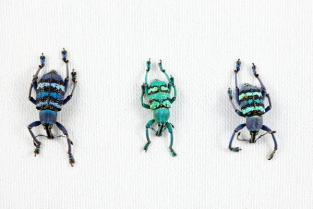 eupholus beetle trio turning one line