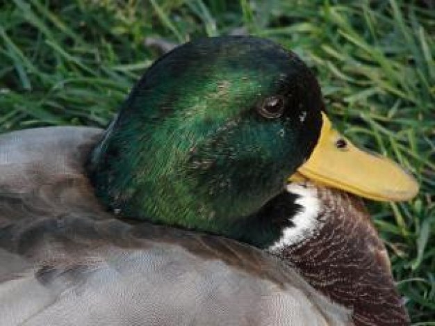 Eurasian Teal relaxing Teal bird about Duck Bird resting at grass