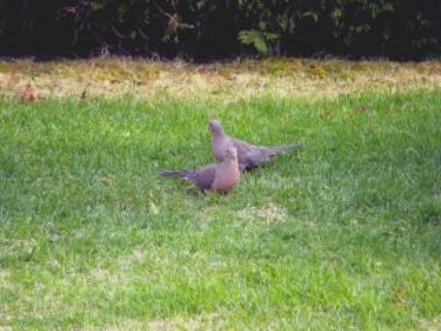 European Turtle Dove turtle Bird dove birds about Royal Society for the Protection of Birds