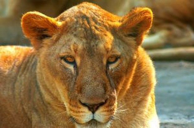 eye of the tiger face front view under sunlight