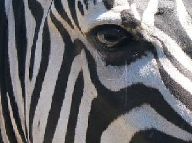 eye of the zebra close-up feature