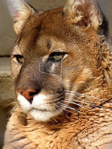 eyes of savage feline animal facial