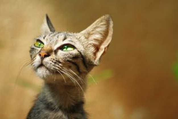 fairy cat kitty over earth yellow wall