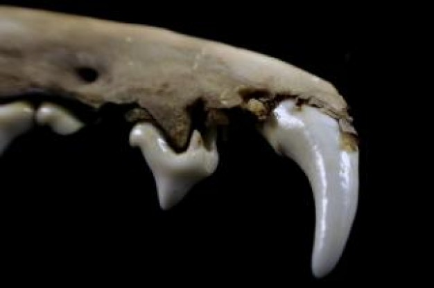 fang teeth close-up like white jade