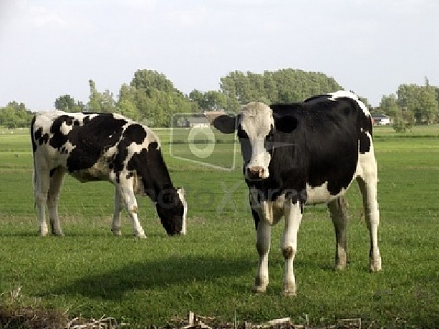 farming animal cow eating the grass