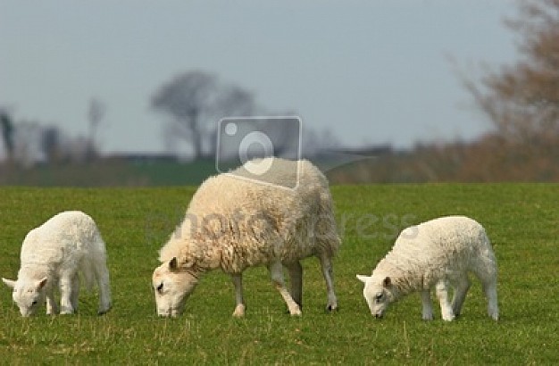female young sheep family of animal eating the grass