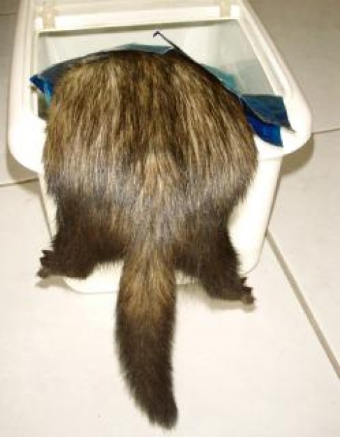 Ferret Pet in his food bowl in back view about animal photo