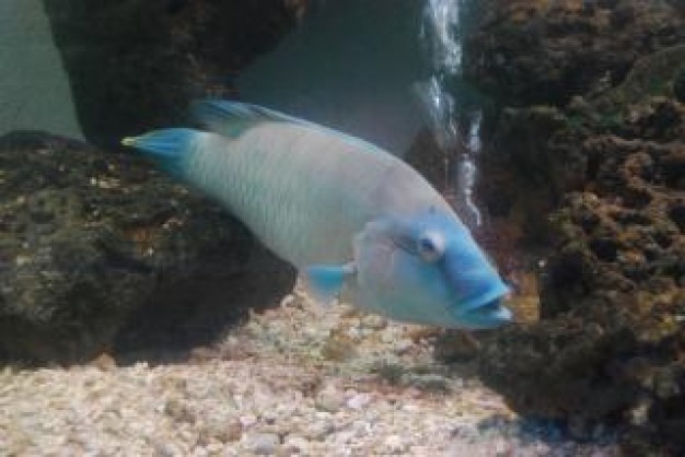 fish swimm at surabaya zoo