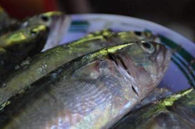 fish with green light on a plate scales